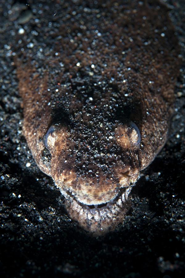 Reptilian Snake Eel Photograph by Ethan Daniels
