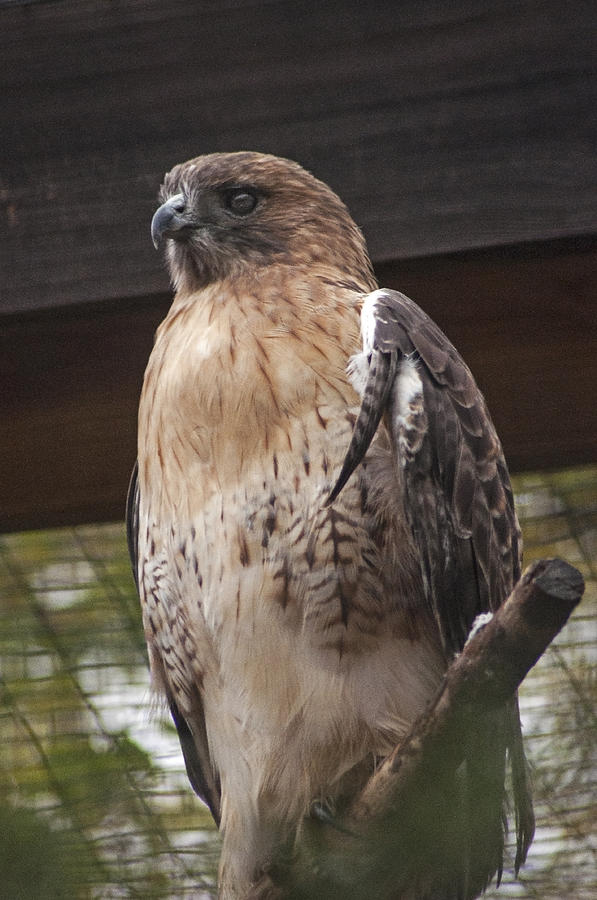 Rescued Golden Hawk Photograph by Ginger Harris - Fine Art America