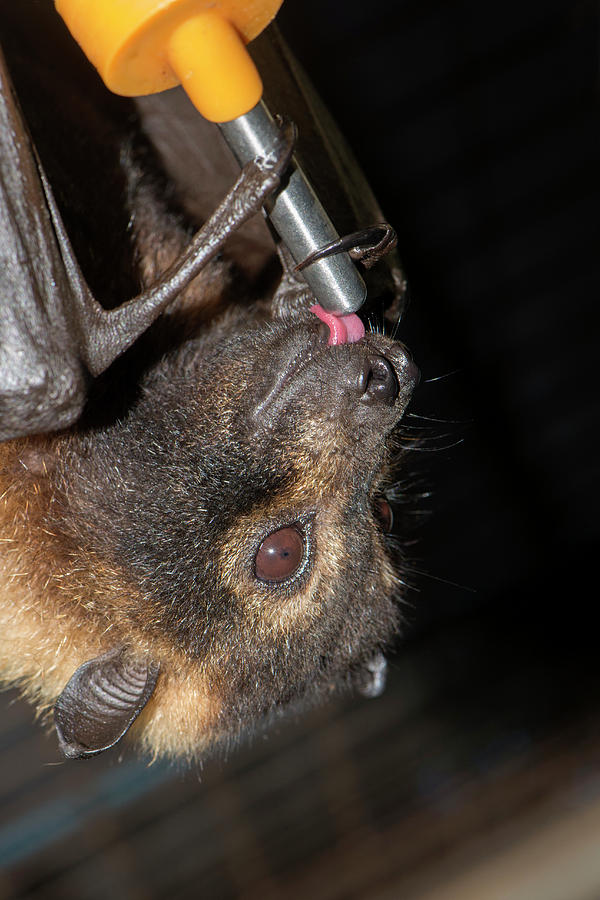 Rescued Spectacled Fruit Bat Photograph by Louise Murray