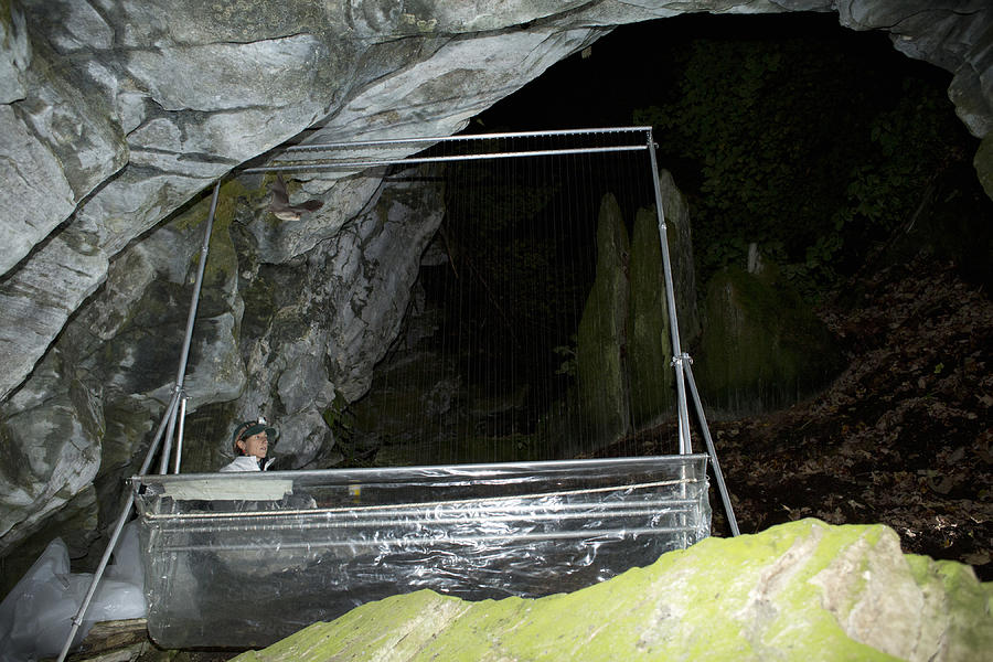 Researcher And Harp Trap At Aeolus Cave Photograph by Science Stock Photography