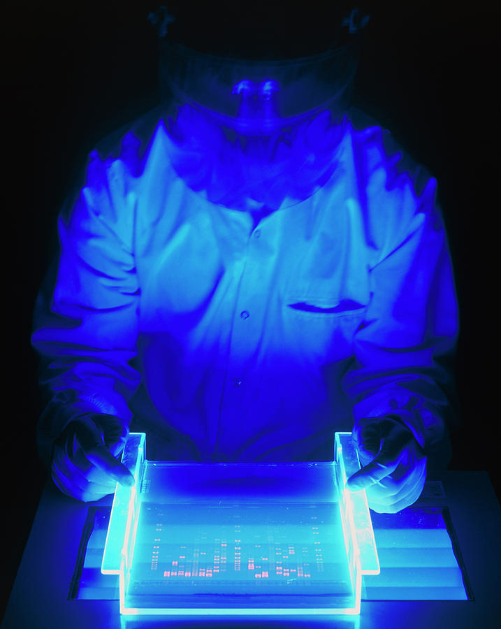 Researcher Examines Stained & Fluoresced Dna Gel Photograph by Simon Fraser/science Photo Library
