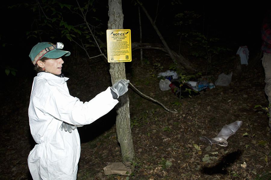 Researcher Releasing Bat Photograph by Science Stock Photography