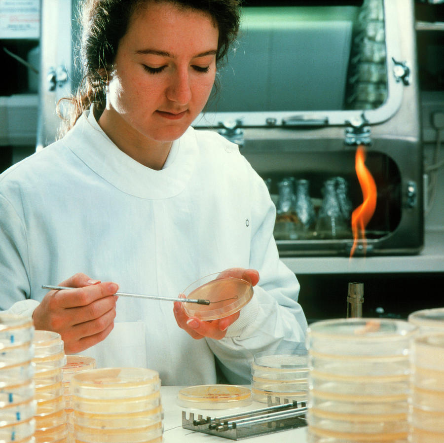 Researcher Smears Bacterial Sample Onto Agar Gel Photograph by Crown Copyright/health & Safety Laboratory /science Photo Library