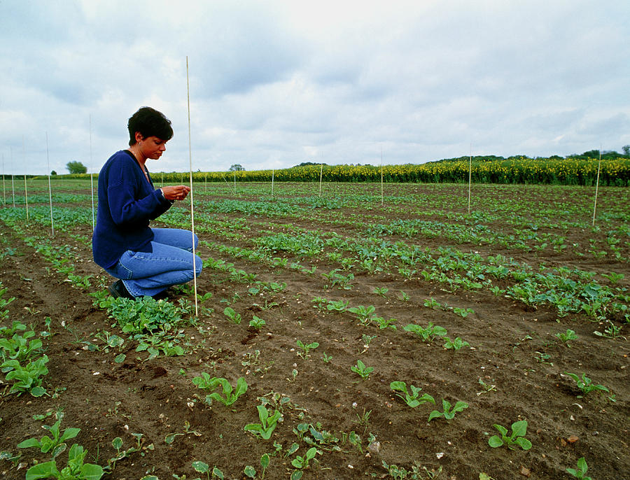 Researcher Studying Genetically Modified Crops Photograph by Chris Knapton/science Photo Library