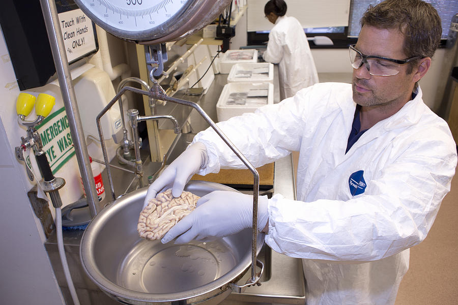 Researcher Weighing Brain Section Photograph by Science Stock Photography
