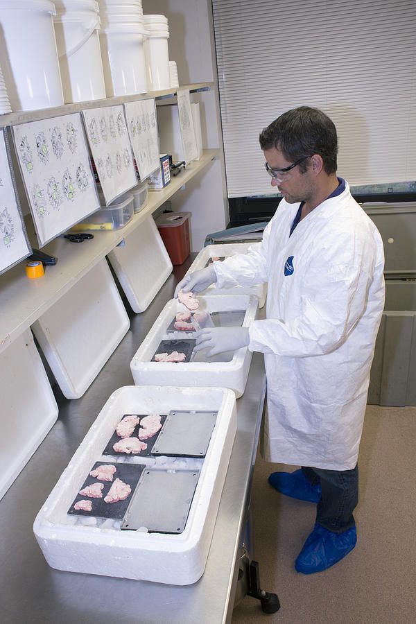 Researcher With Brain Bank Containers Photograph by Science Stock Photography