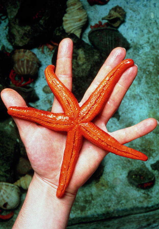 Researchers Hand Holding Starfish Photograph by Mauro Fermariello/science Photo Library