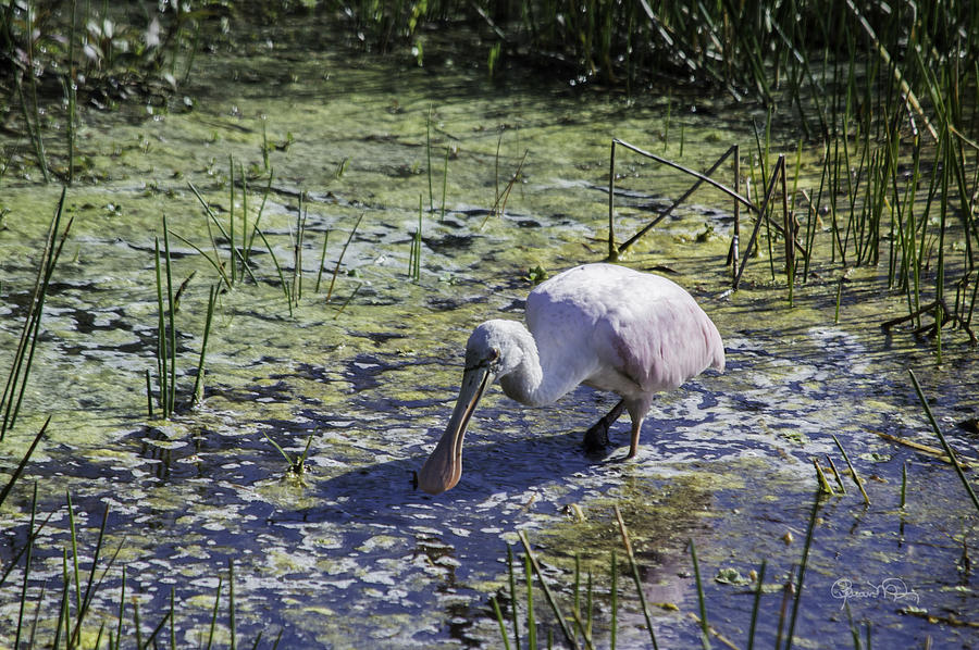 Reseate Spoonbill VI Photograph by Susan Molnar