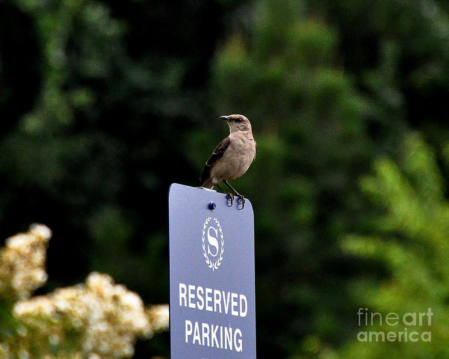 Reserved Parking Photograph by John Black