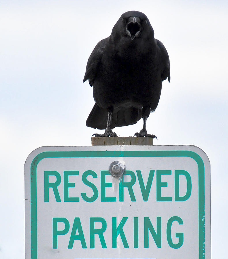 Reserved Parking Photograph by Ronda Broatch