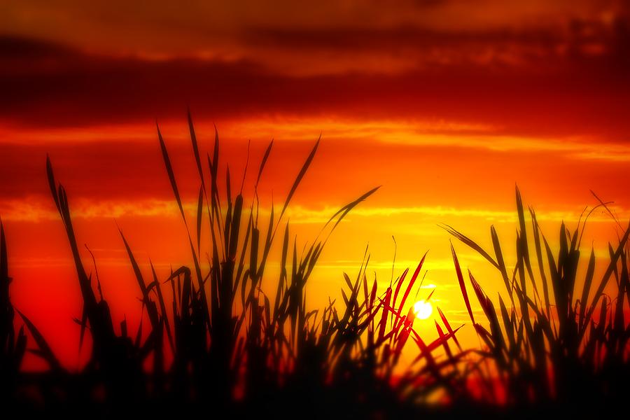 Reservoir Sunset Tall Grass Photograph by Jim Albritton