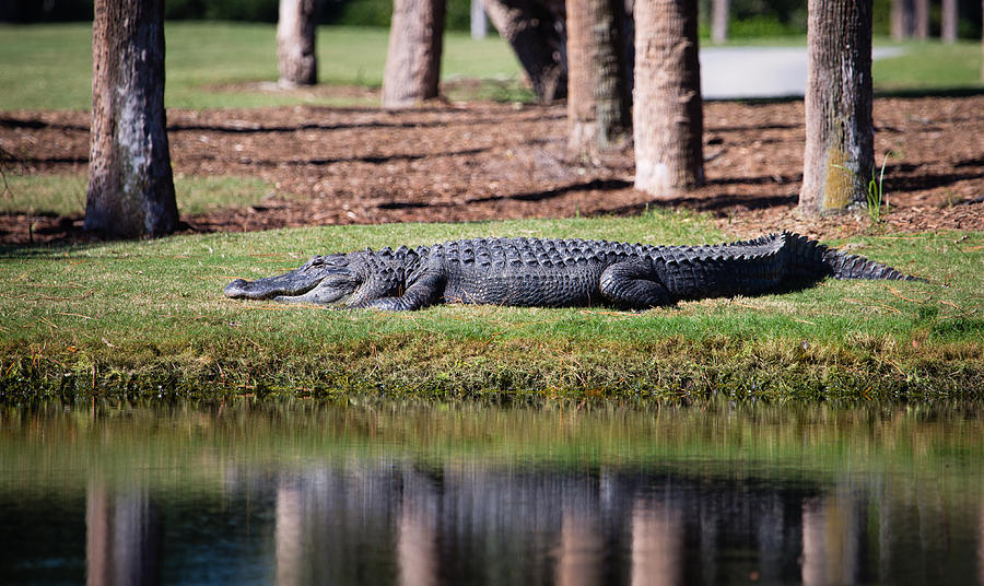 Resident Alligator at Osprey Point Photograph by Christy Cox