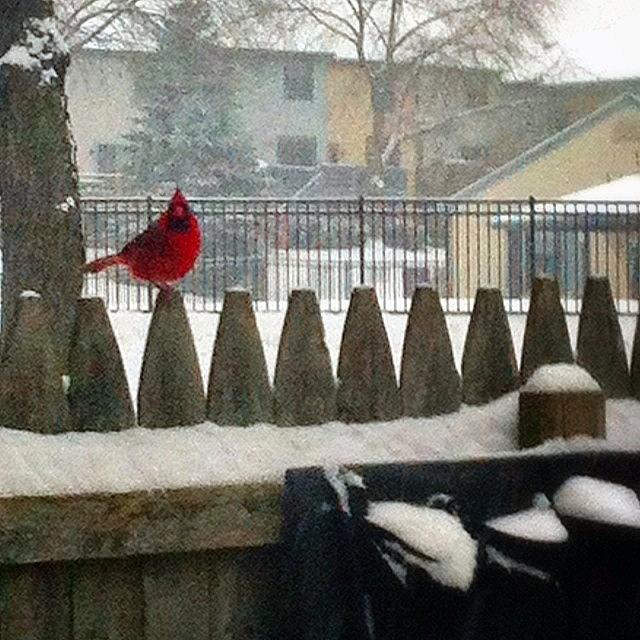 Bird Photograph - Resident Cardinal Hanging Out In The by Traci Law