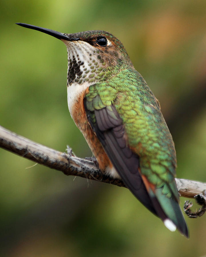 Resident Hummingbird Photograph by Theo OConnor