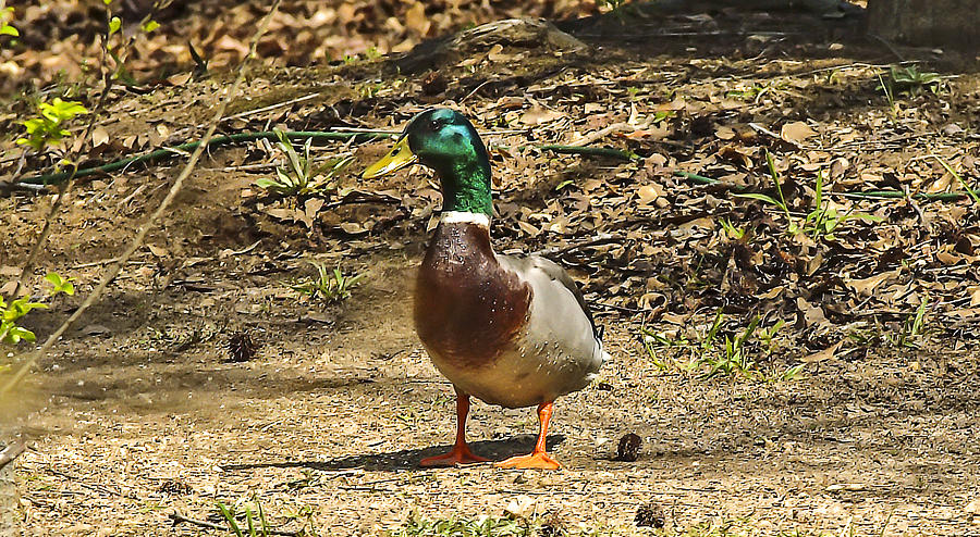 Resident Mallard Duck Photograph by Michael Whitaker