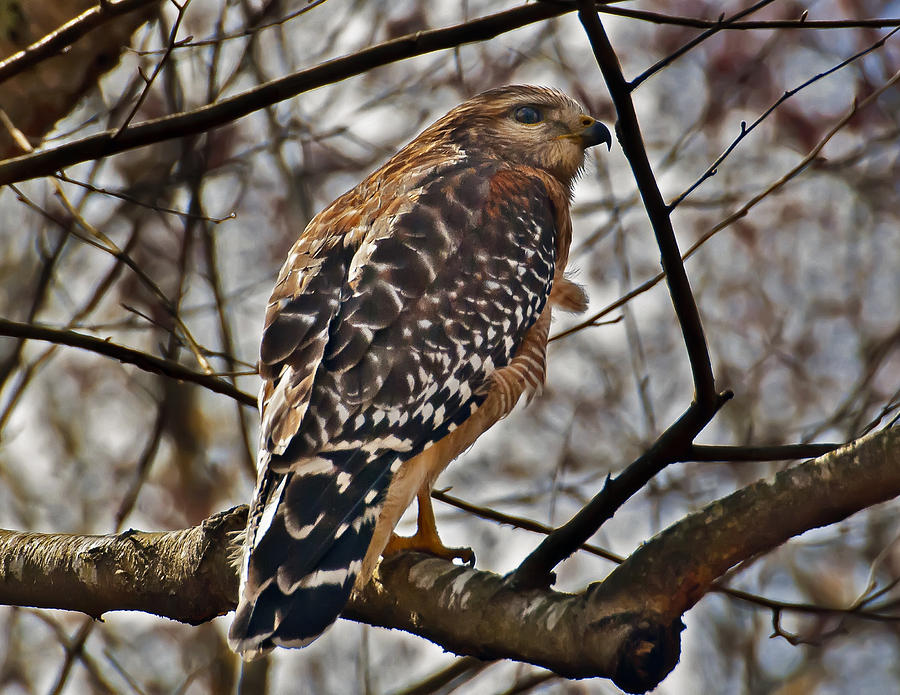 Resident Red-Shouldered Hawk Photograph by Michael Whitaker