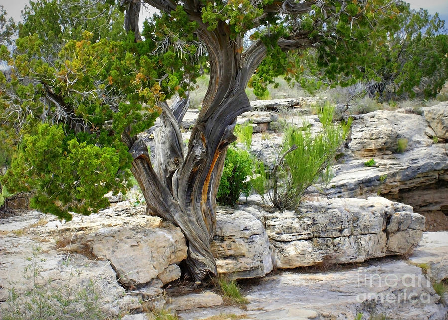 Resilient Tree Photograph