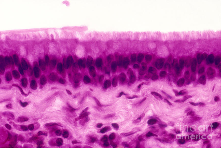 Respiratory Epithelium Photograph by Ralph C. Eagle, Jr. - Fine Art America