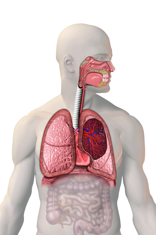 respiratory system unlabeled diagram