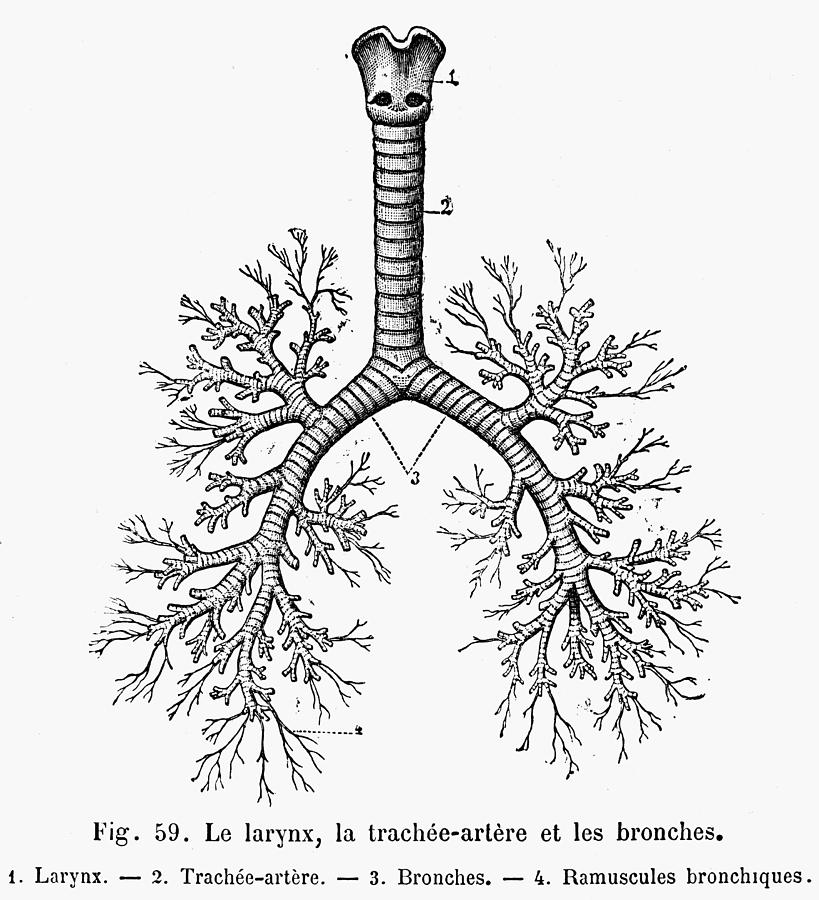 Трахея и бронхи картинка