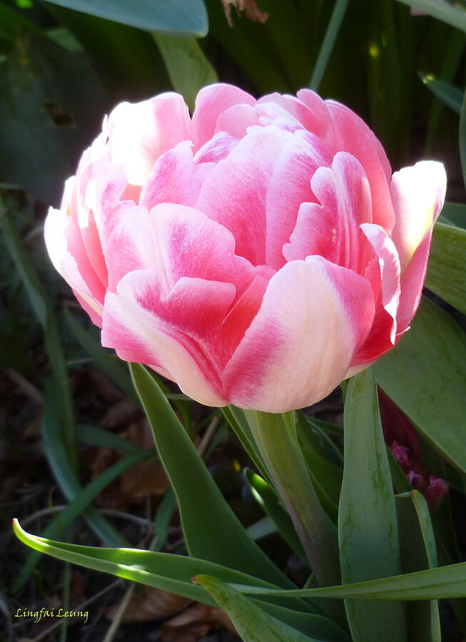 Resplendent Cherry Pink Tulip Photograph by Lingfai Leung - Fine Art ...