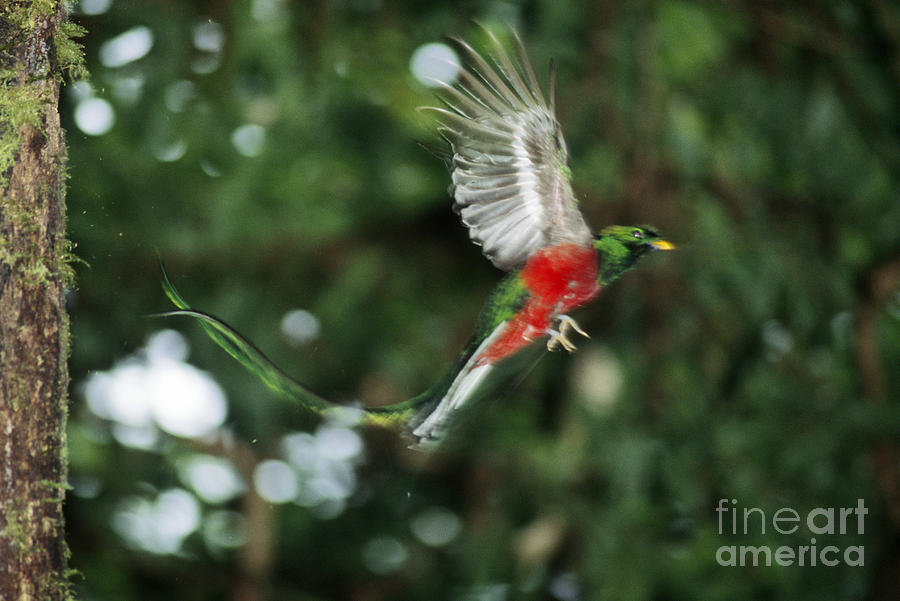 Bird Photograph - Resplendent Quetzal by Gregory G. Dimijian, M.D.