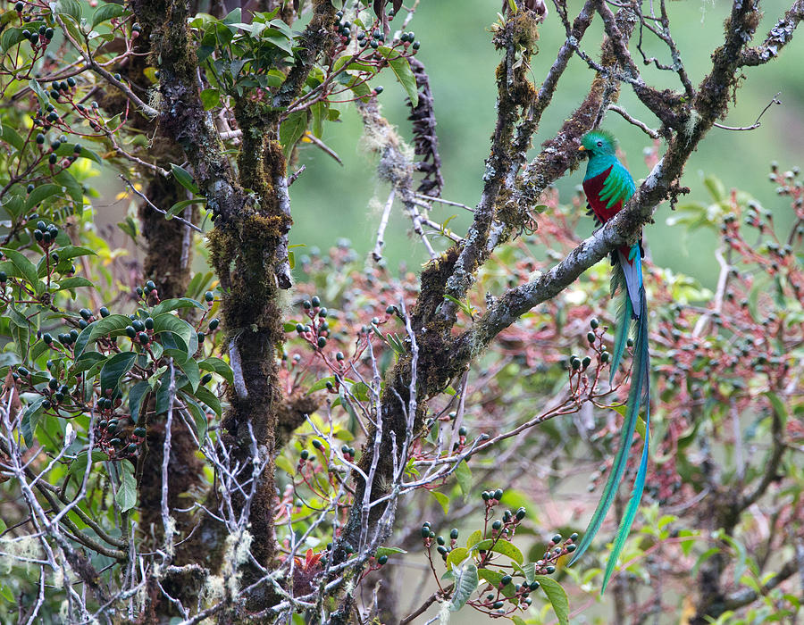 Resplendent Quetzal in Avocado Tree Photograph by Max Waugh