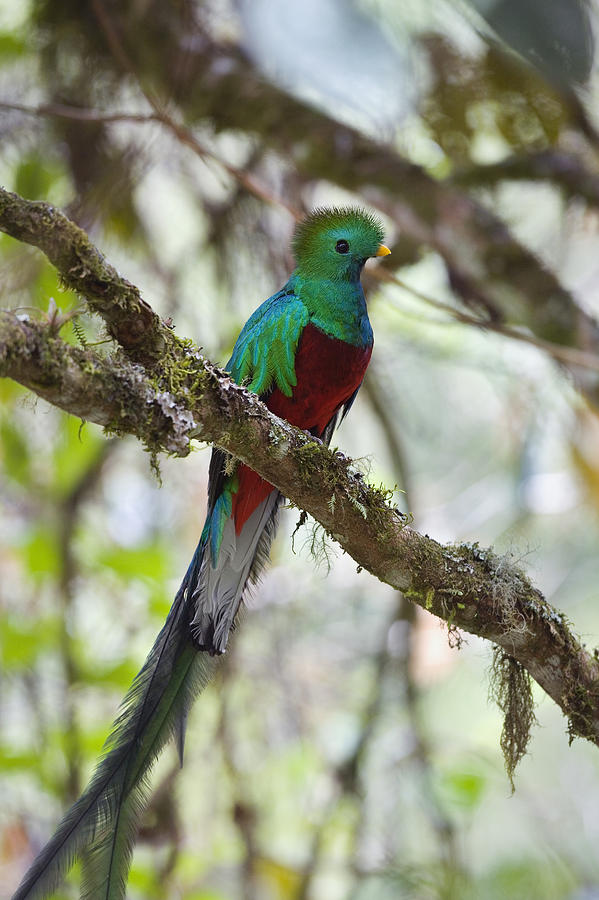 Resplendent Quetzal Male Costa Rica Photograph by Konrad Wothe