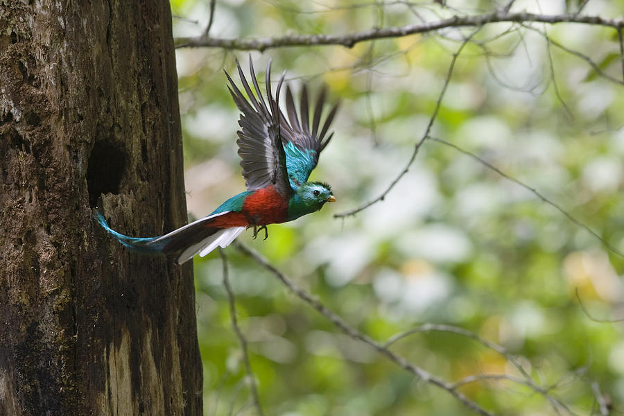 Resplendent Quetzal Male Flying Costa Photograph by Konrad Wothe