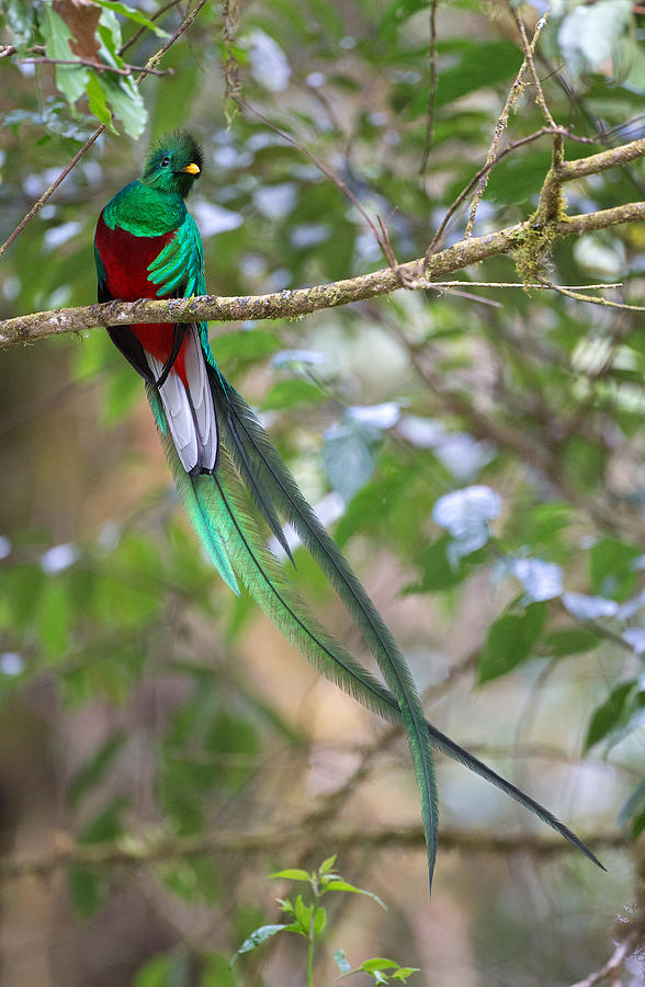 Nature Photograph - Resplendent Quetzal by Max Waugh