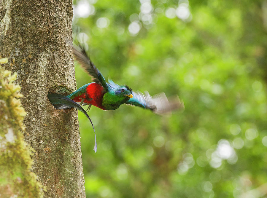 Nature Photograph - Resplendent Quetzal Pharomachrus Mocinno by Josh Miller