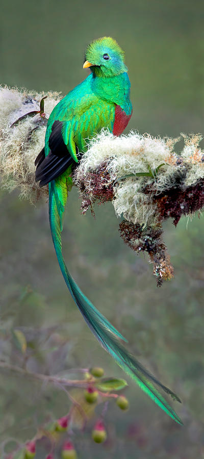Nature Photograph - Resplendent Quetzal Pharomachrus by Panoramic Images