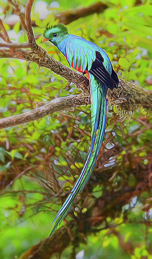 Resplendent Quetzal Digital Art by William Horden