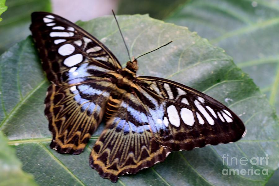 Butterfly Photograph - Rest by Butch Phillips