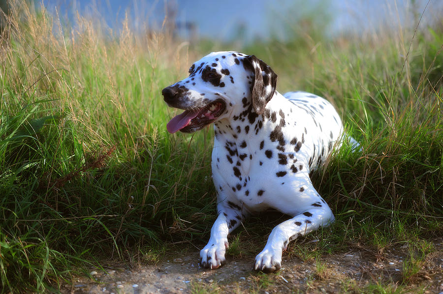 Rest in the Grass. Kokkie. Dalmatian Dog Photograph by Jenny Rainbow