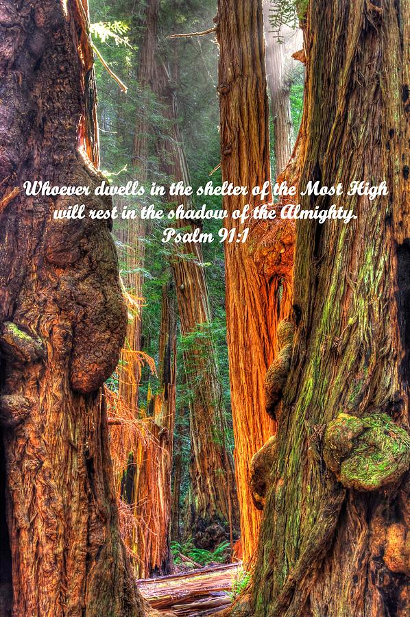 Rest in the Shadow of the Almighty - Psalm 91.1 - From Sunlight Beams Into the Grove at Muir Woods Photograph by Michael Mazaika