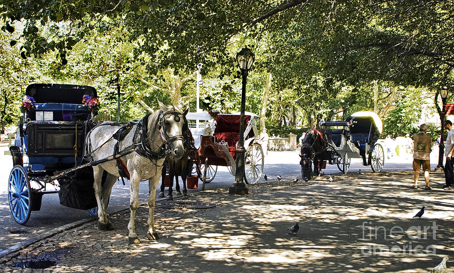 Horse Photograph - Rest Stop - Central Park by Madeline Ellis