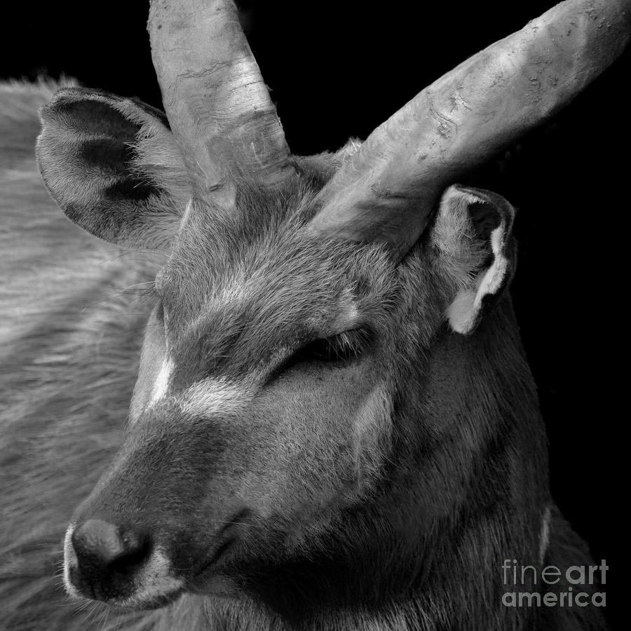 Resting antelope Photograph by Paul Davenport