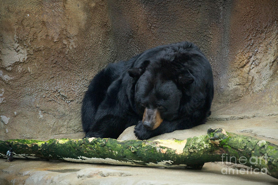 Black Bear Photograph - Resting Bear by David Abner