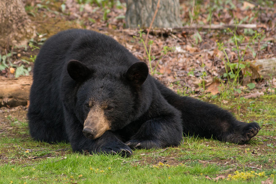 Resting bear Photograph by Joye Ardyn Durham