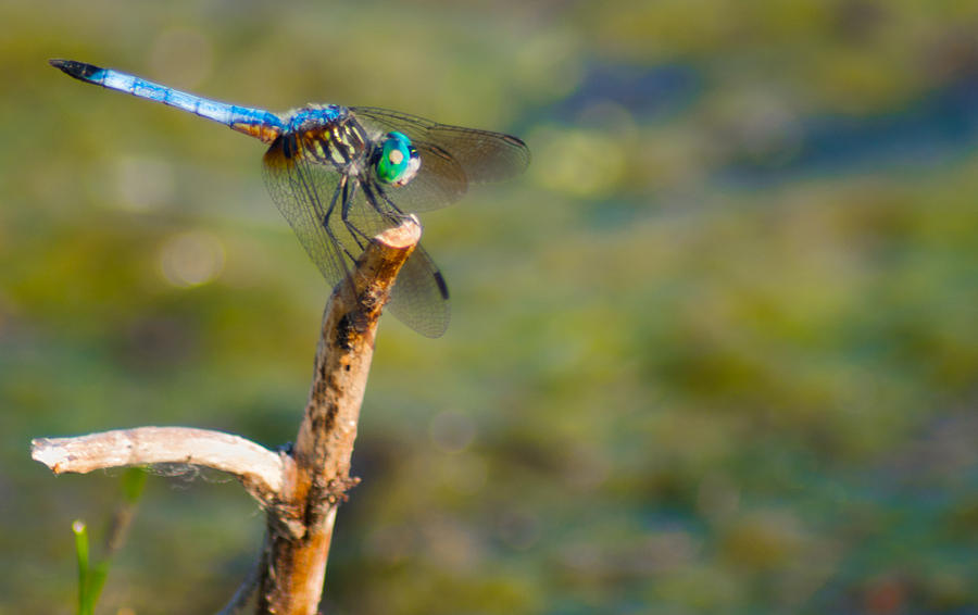 Resting Blue Dasher Dragonfly Photograph