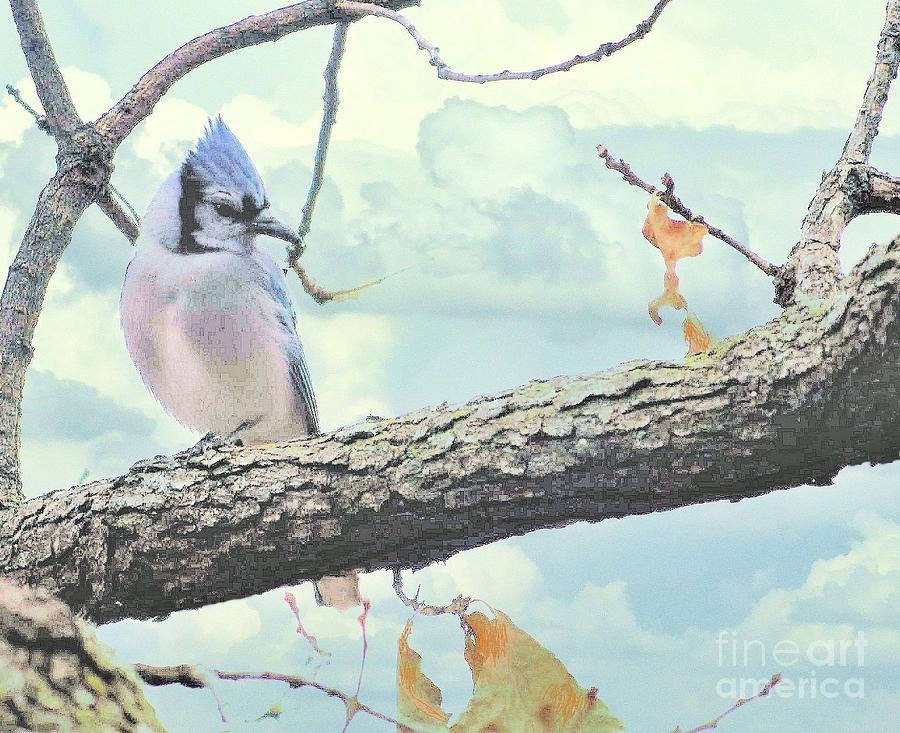 Resting Bluejay Photograph by Janette Boyd