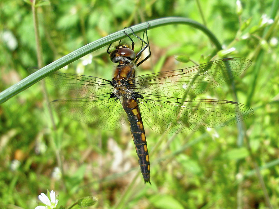 Resting Brown Dragonfly Photograph by Carol Senske