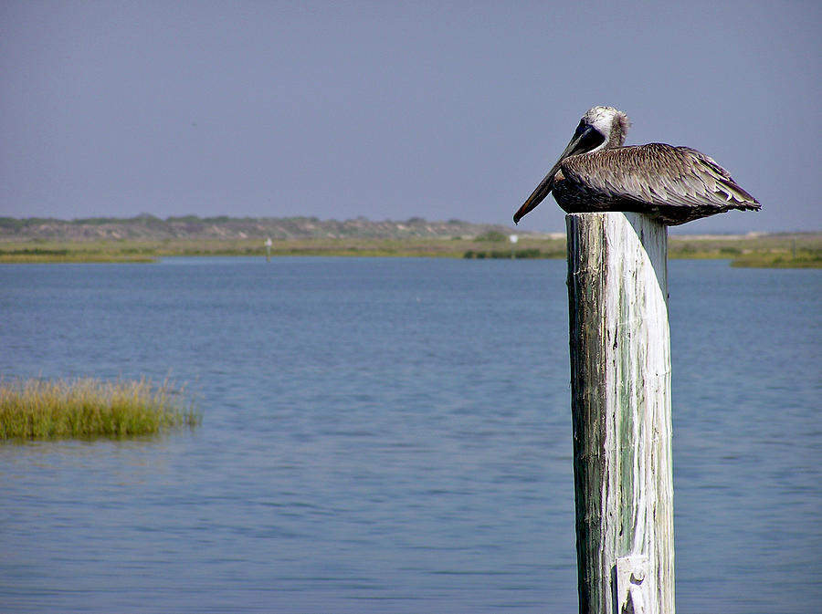 Resting Brown Pelican Photograph by Adam Johnson