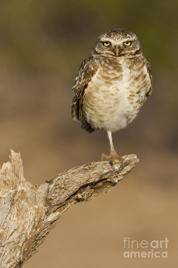 Resting Burrowing Owl Photograph
