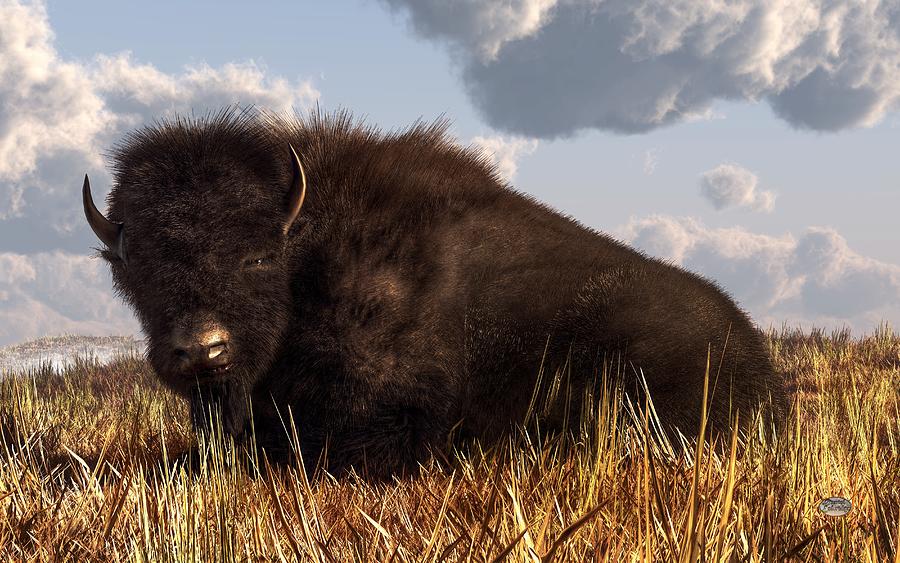Resting Buffalo Digital Art by Daniel Eskridge