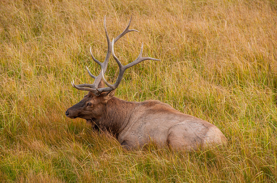 Resting Bull Elk Photograph by Brenda Jacobs