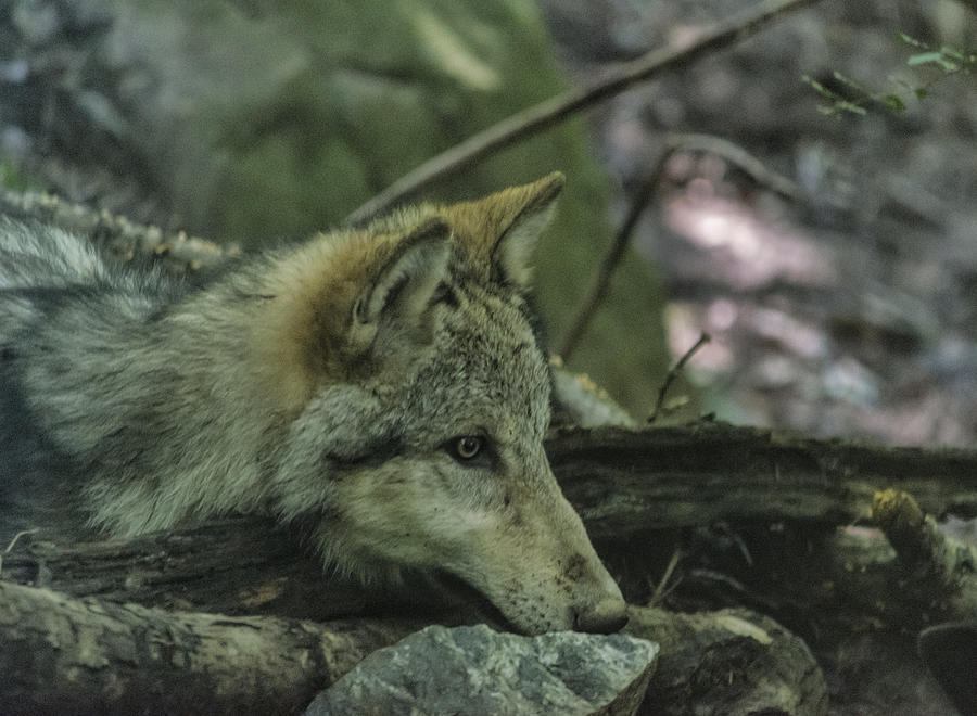 Resting But Alert by Jennifer Stockman Resting But Alert by Jennifer Stockman