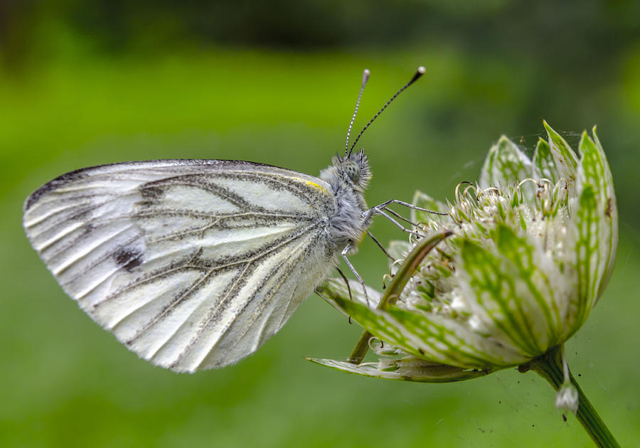 Flower Photograph - Resting Butterfly by Adam Budziarek Flower Photograph - Resting Butterfly by Adam Budziarek