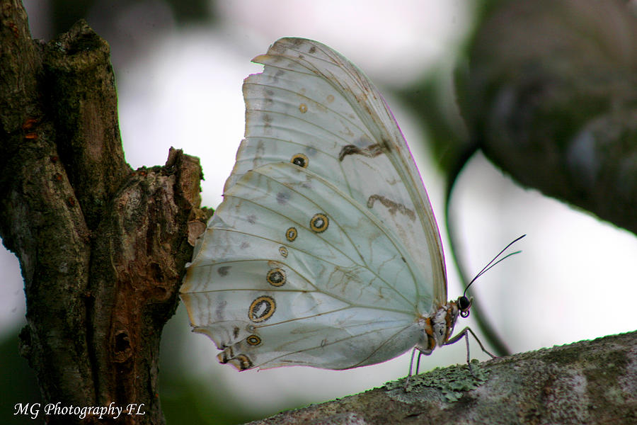 Butterfly Photograph - Resting Butterfly by Marty Gayler Butterfly Photograph - Resting Butterfly by Marty Gayler